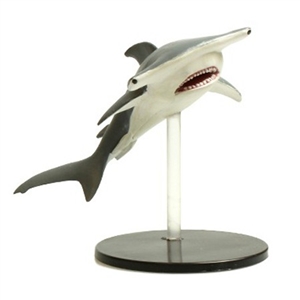 Hammerhead Shark 033